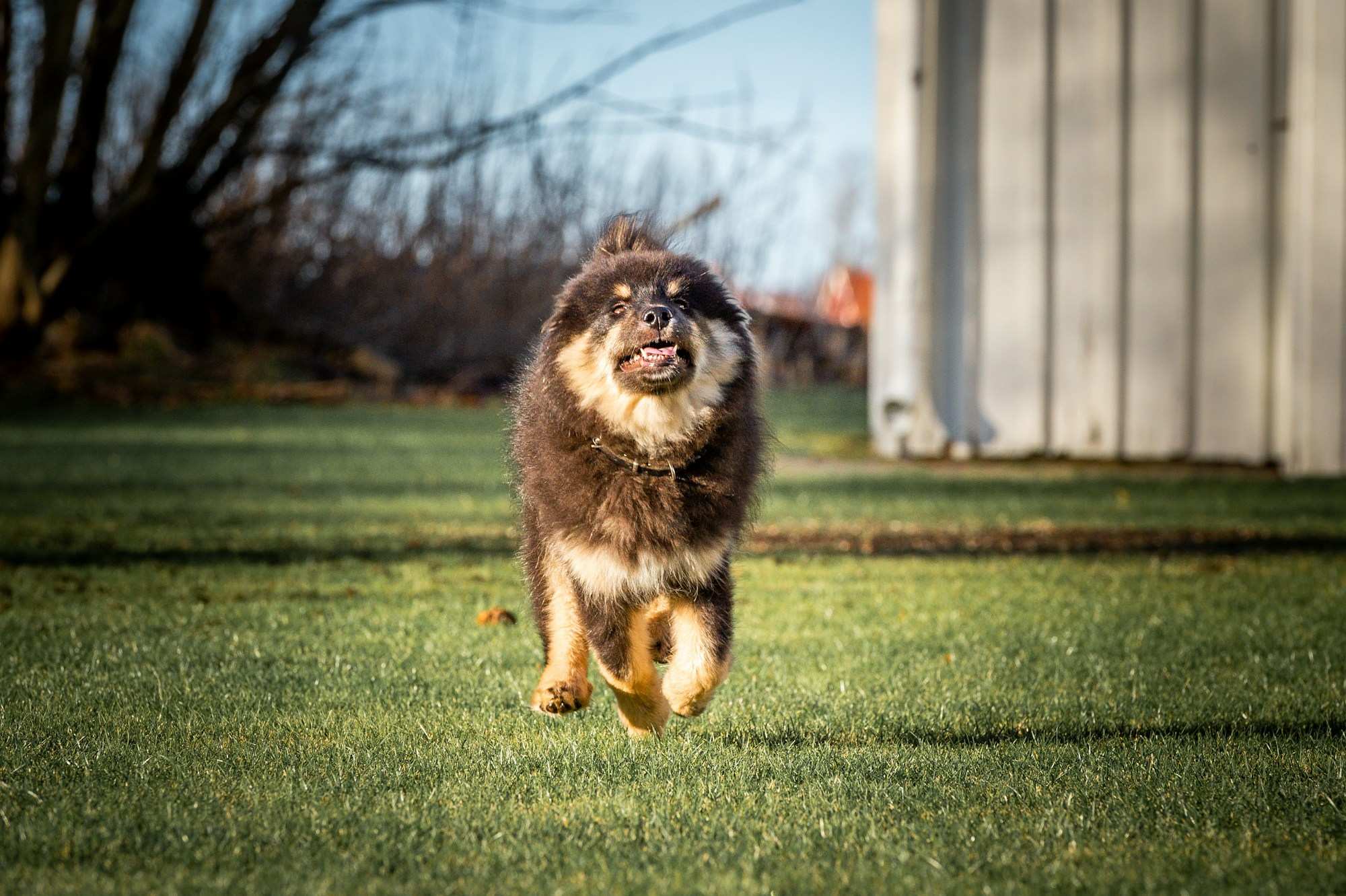 Kleiner Hund rennt fröhlich über eine Wiese